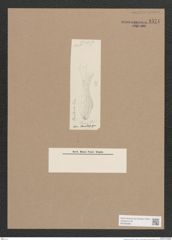 Navicula sp. (de-Toni-Nr.: Genus 1) Zeichnungen Sammlung Grunow Nr. 1571 (NHMW-BOT-W0368098)